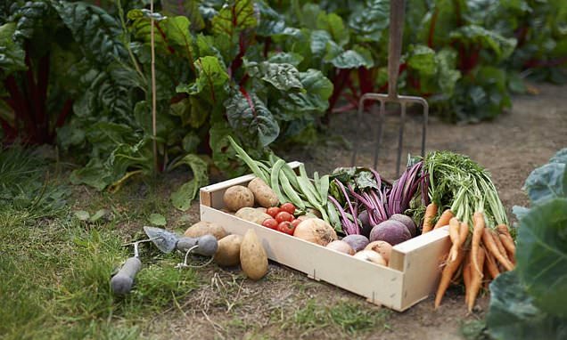 #Urban #land could provide a 15 per cent of a city's 'five a day'
ow.ly/gXYD50yQITE