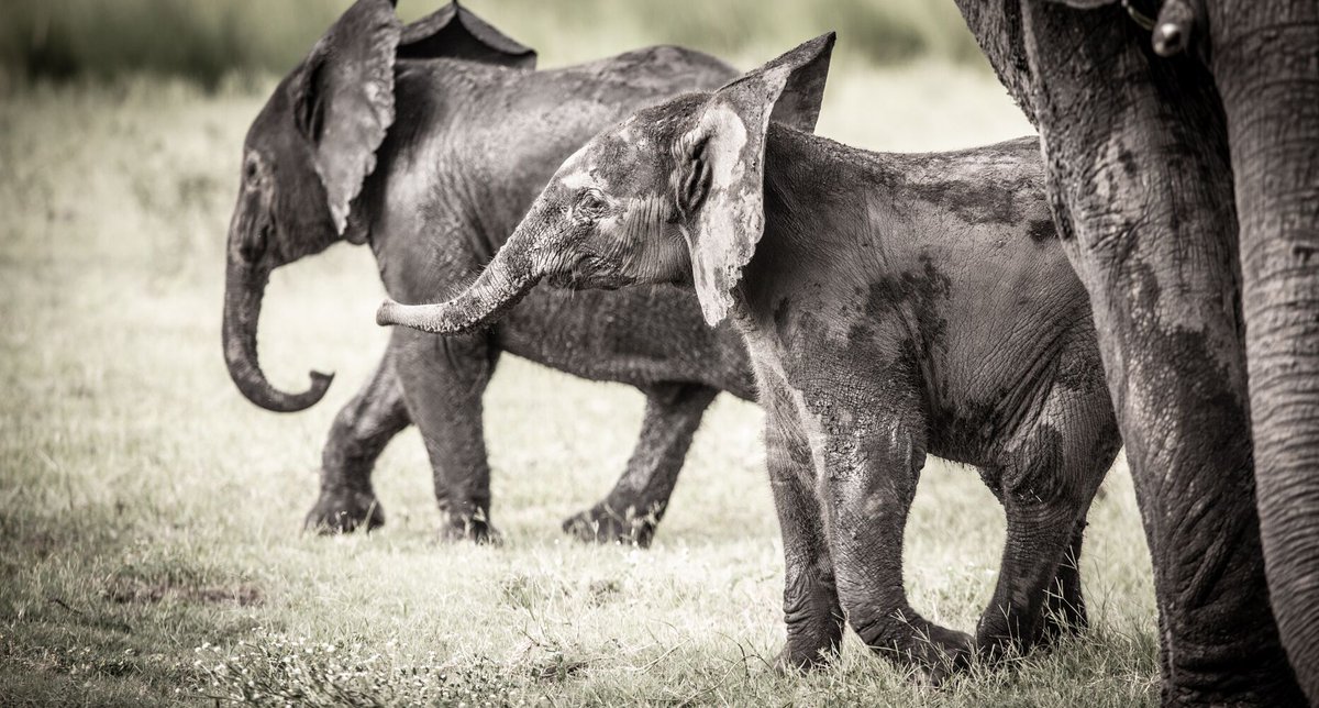 Some cuteness to brighten your day…

Chobe National Park in Botswana is the best place in the world to see Elephants. ©Paul Changuion

#botswana #africa #safari #wildlife #wildlifesafari #elephants #chobenationalpark
