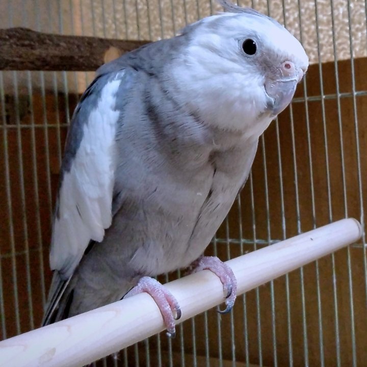 sora_by's tweet photo. 【代理捜索】

3/20　1500頃　
ホワイトフェイスのオカメインコさんが迷子になりました！

川崎市麻生区王禅寺東です

市境、県境、でもあるので、横浜市青葉区、町田市三輪町にも接しています
お近くの方の捜索並びに情報をお願いいたします！
#オカメインコ迷子
#迷い鳥
#拡散希望RTお願いします https://t.co/i7vVfe4DZV