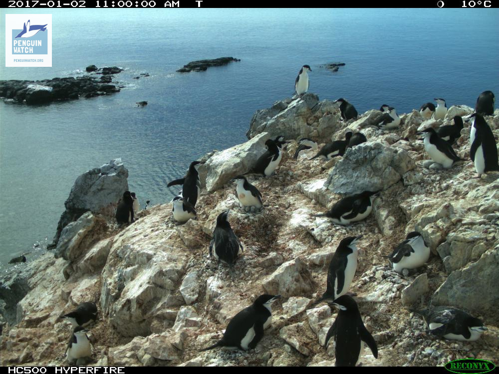penguin_watch tweet picture