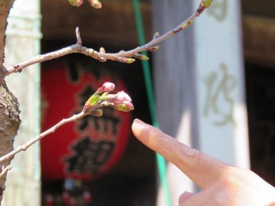 DIGITALwbs's tweet photo. 紀三井寺の桜　きょうも開花せず（写真付） https://t.co/r7SjDrubrU https://t.co/jaixXWrGCt