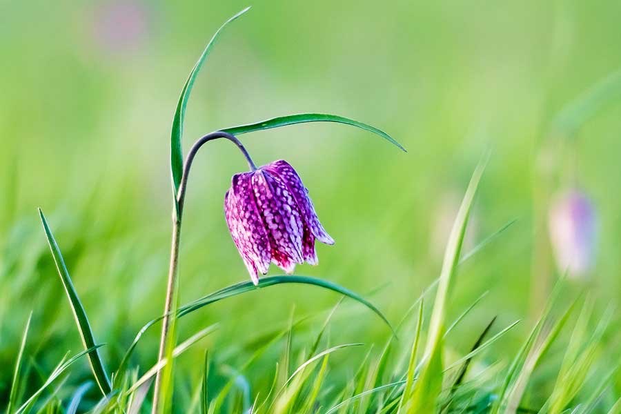 Heute, zum #Frühlingsanfang, wünschen wir Euch viel Gesundheit. Eure Lieblingsregion wird auf Euch warten, also bleibt Zuhause.