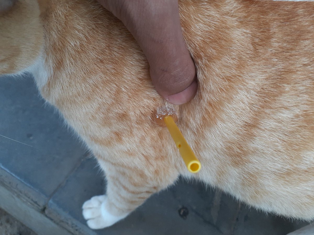 petsfess's tweet photo. Kcg! Gw kira kenapa :( https://t.co/6xgSjC0KPJ