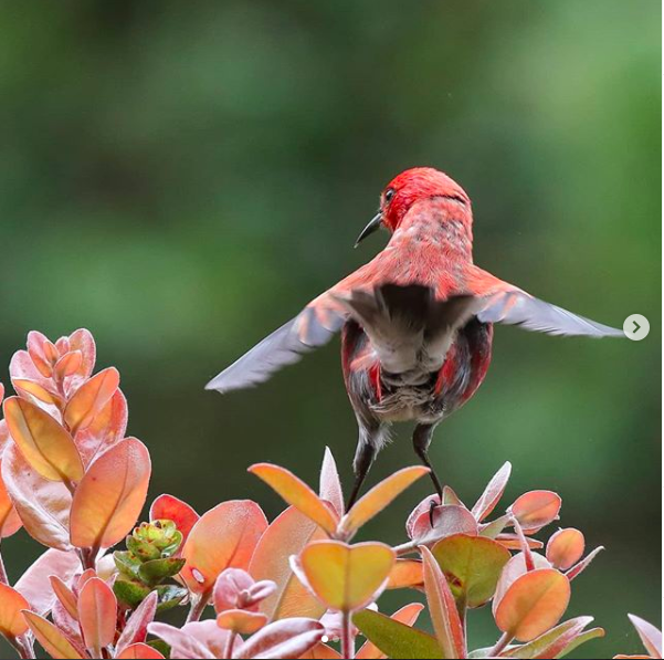 KukuluAeo's tweet photo. Just in case you all still want to show your appreciation to colleagues, I offer you this chart and a birdie that knows how to keep its germs to itself
📷 Surfing Medicine International and Bret Nainoa Mossman
#COVID19 #Apapane #Shakabrah https://t.co/qOzm8fzHIy