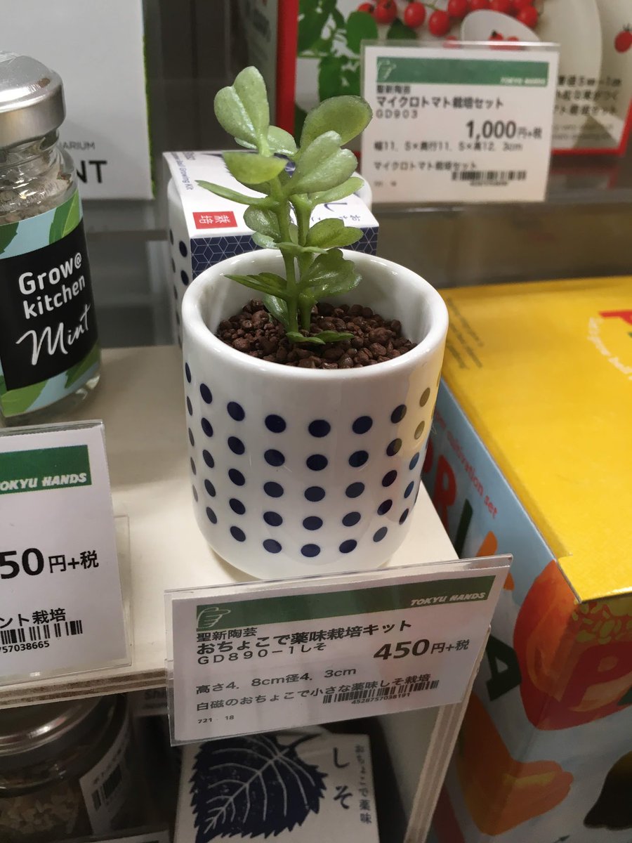 東急ハンズ札幌店 小さなおちょこでかわいく育てる薬味栽培キット 手のひらサイズの小さい白磁のおちょこで薬味を育てられる 栽培キットです 薬味なのでいろいろな料理にちょっとだけ使ったりできます お気に入りのおちょこで育てるのも