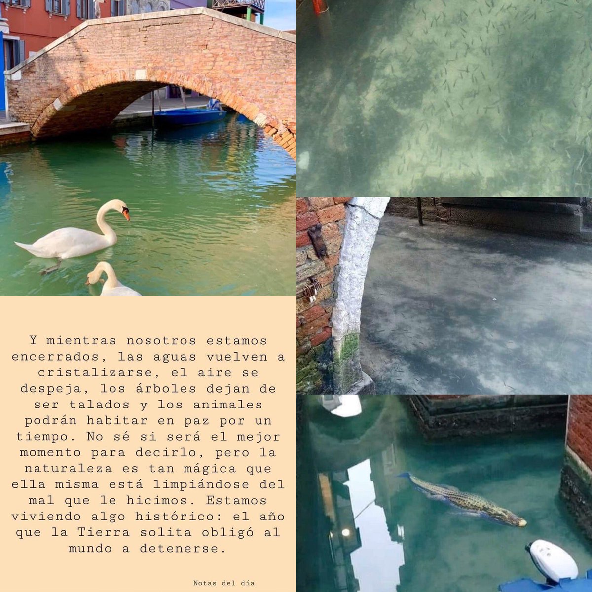EcoEmocional's tweet photo. Y cuando la acción contaminante del ser humano se detiene...
Se regenera la #naturaleza. Buenas noticias, en los antes hipercontaminados canales de #Venecia: aguas transparentes, regresan cisnes, cocodrilos y se ven peces. #algoqueaprender #EcologiaEmocional #COVID19 #Italia https://t.co/uAtpX69i7p