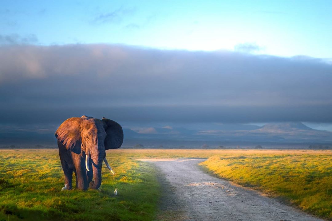 Giant in the morning light. Amboseli National Park. Photo by Subhash Nair
