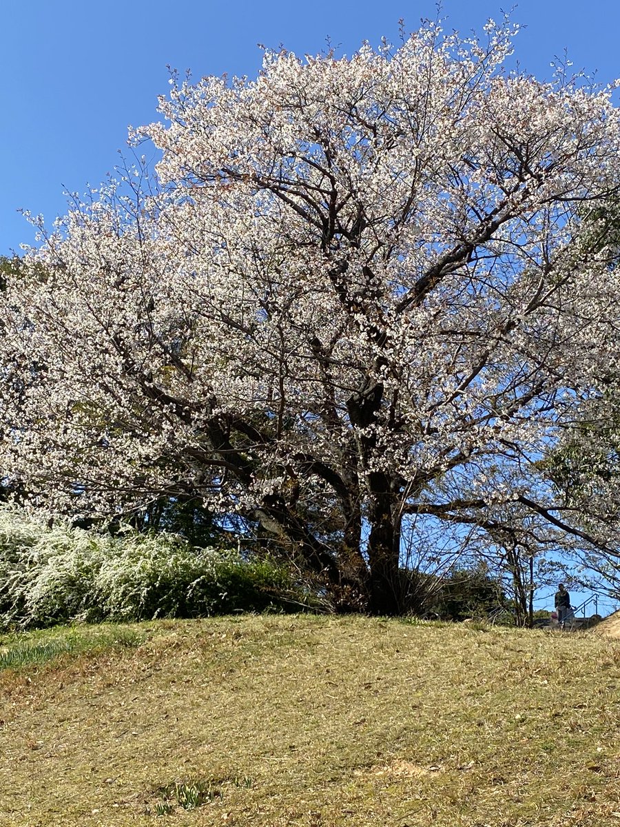 2coran's tweet image. ニコちゃんの桜満開。