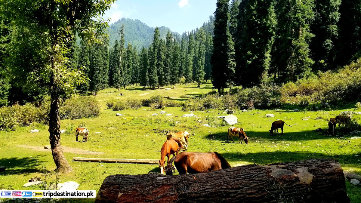 na_awan20's tweet photo. Under the shadows of mighty peaks in the Pir Panjal mountain range, the LEEPA VALLEY in Kashmir is a fascinating combination of scenic beauty, architecture and culture.
.
.
.
#leepavalley #tripdestination
#afterhours #Chloroquine #JummaMubarak https://t.co/XTIvCtzmRP