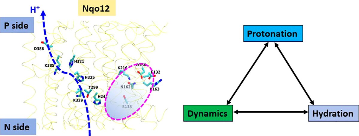 Very happy for our latest work on proton pumping by complex I. Multiscale #compchem simulations by @Amina93364815 and @OutiHaapanen. doi.org/10.1016/j.bbab… Major thanks to @helsinkiuni @SigridJuselius @SuomenAkatemia @CSCfi. @BIOTECH_UH @KumpulaScience @KumpulaPhysics