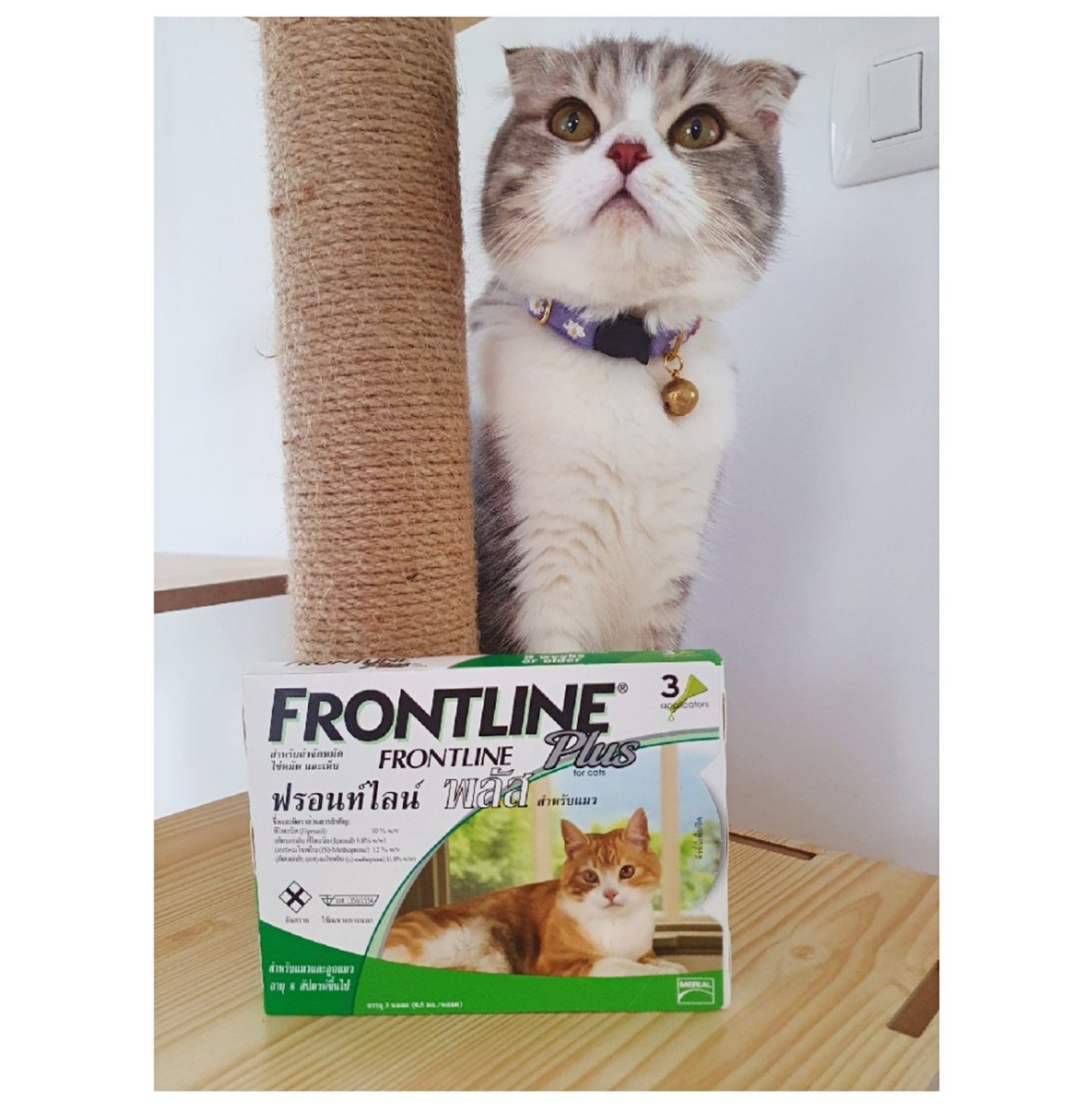 im_minky's tweet image. #frontlineplus ส่งต่อจ้า กำจัด เห็บ ไข่หมัด และ หมัด สำหรับนุ้งแมว
 อายุ 8 สัปดาห์ขึ้นไป 
* 1 กล่องมี 3 หลอด * == 300 ฿
🔺ส่งฟรี 🔺
#กำจัดเห็บหมัด #Frontlines #ทาสแมว #ส่งต่อ #แมวเป็นสัตว์ที่คิดจะครองโลก