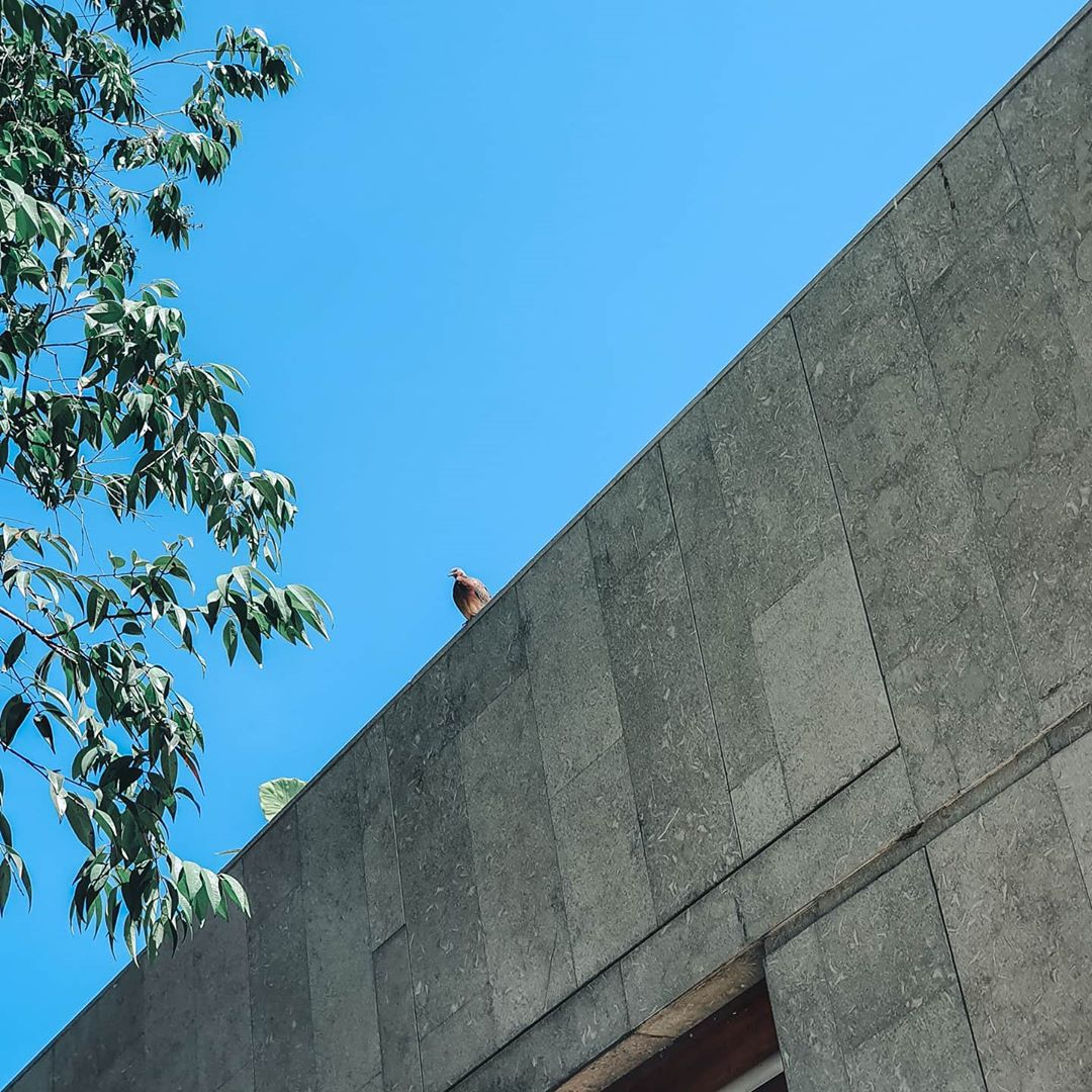 🐦 🐦🐦

#Renhotels #Renphuket #TheMaiKhaoLife #Green #Nature #Beachescape #Weekendgetaway #Tropical #MaiKhaoBeach #Phuket #Thailand #TheMaiKhaoLife