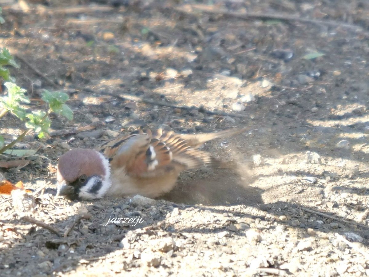 雀の砂浴び