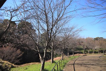保存版 家族みんなで楽しめる 茅ヶ崎のお花見スポット10選 神奈川イベントプラス 親子で楽しいお得な週末お出かけ情報
