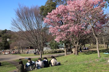 保存版 家族みんなで楽しめる 茅ヶ崎のお花見スポット10選 神奈川イベントプラス 親子で楽しいお得な週末お出かけ情報
