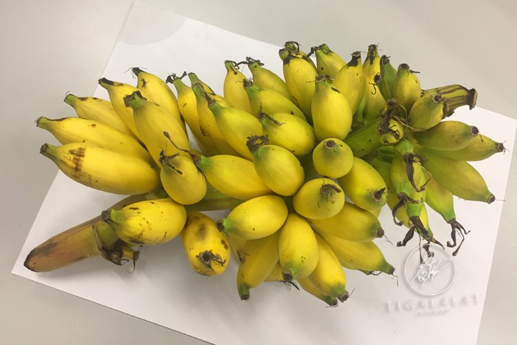 Ruhaimi Rahim Auf Twitter Pisang Lemak Manis Juga Sepupu Sepapat Pisang Emas Rupa Dan Rasa Lebih Kurang Pisang Emas Tapi Kalau Makan Time Dia Ranum Baru Kena Dgn Nama Dia Yakni Lemak