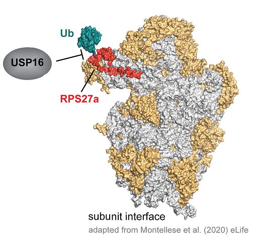 The Kutay group’s recent paper highlights the importance of the deubiquitinase USP16 in late cytoplasmic 40S ribosomal subunit maturation and shows that it counteracts translation-dependent mono-ubiquitination of RPS27a. More: biol.ethz.ch/en/news-and-ev…