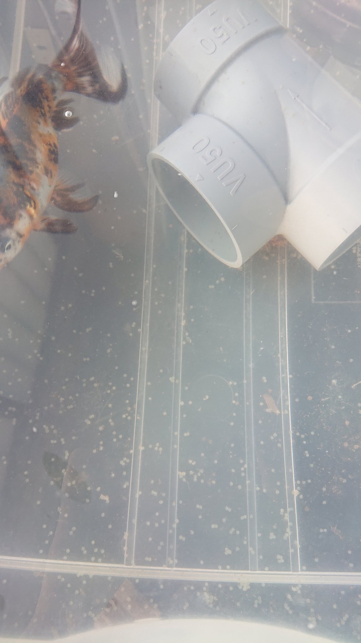 紀州のタチウオカブト ウチの朱文金 卵をばら蒔いたけど いないから全部 無精卵 金魚 朱文金 金魚の卵 T Co Jgzlfjshyx Twitter