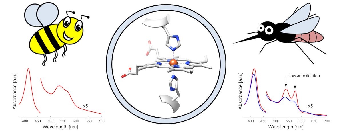 TSM2_EPR's tweet photo. Two insects, two #hemoglobins,... a different function! Check out our latest work @BBAjournals : A spectroscopic study on the #Hbs of the #honeybee and the #malaria #mosquito https://t.co/QGTERRGy7K https://t.co/GvrRSPrLV0