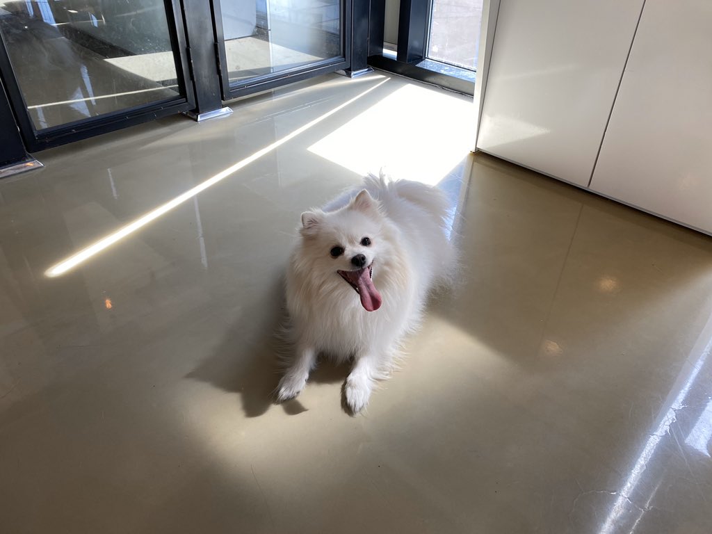 흰둥이 tweet media