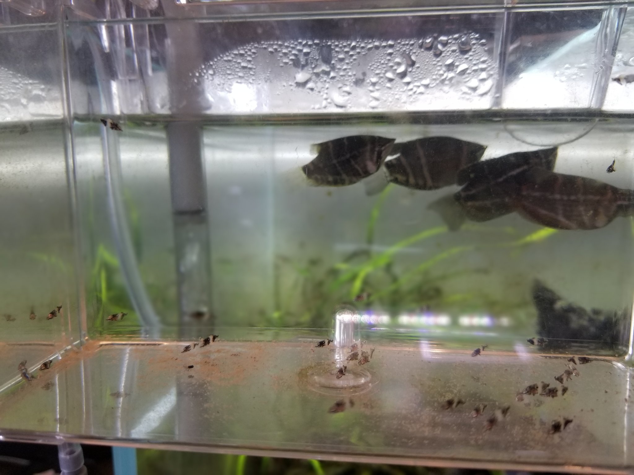 わかおばさん ໒ チェリーチョコレートグラミーの 赤ちゃんたち 前回チョコグラの繁殖は 稚魚全滅で終わったけど チェリーの子供たちは スクスク育ってる チョコレートグラミー チェリーチョコレートグラミー 繁殖 T Co Mwonsnb14h