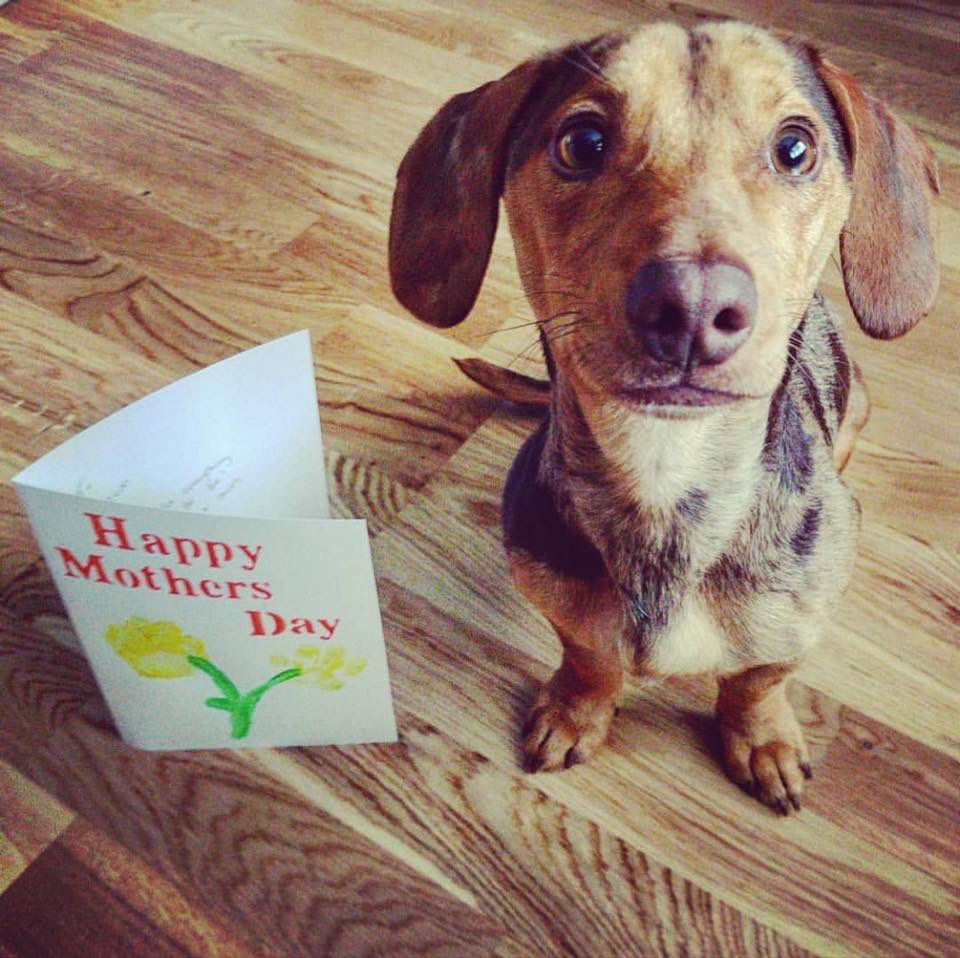 Spreading some joy during this tough time with our #MothersDay cards 💐 We are still here for your dog’s needs and are doing our best to keep the place spotless, corona-free with plenty of customer/staff distancing! #doggydaycare #morethanjustadaycare