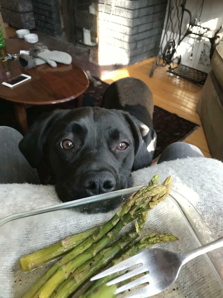 I see you have food 
#puppy #dogsoftwitter #Dogs