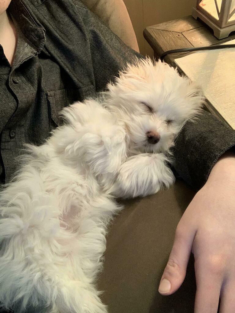 Not legally allowed to move 
#puppy #dogsoftwitter #Dogs