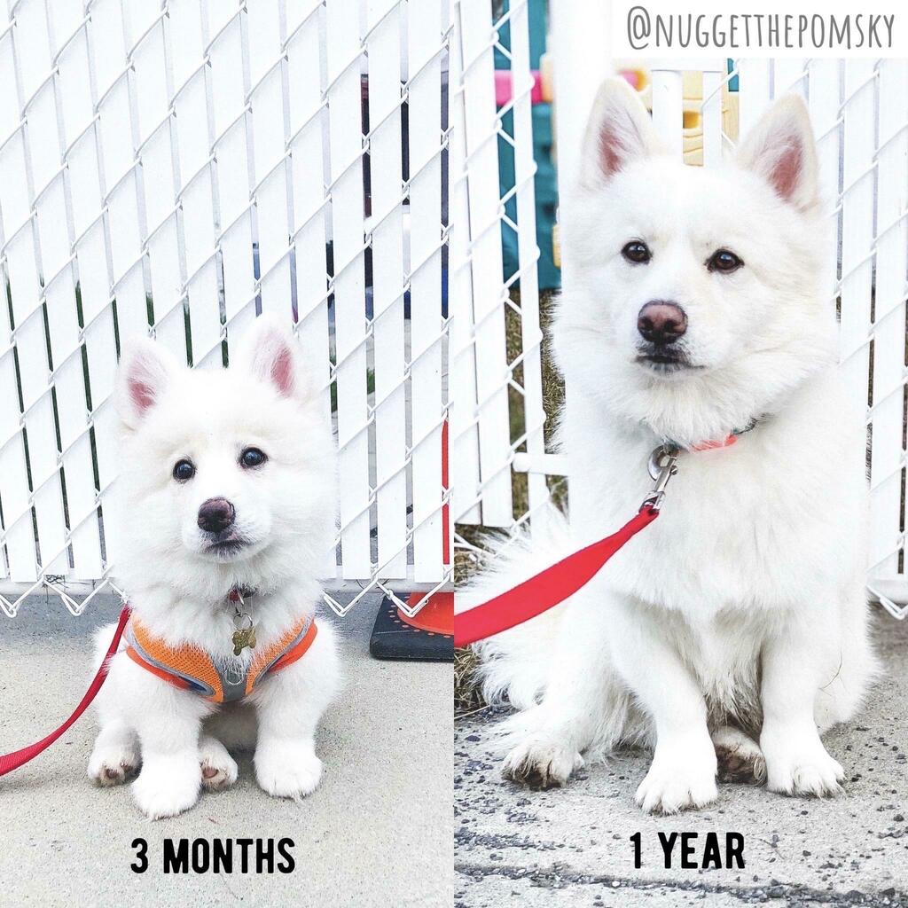 Time flies 🥺 
#puppy #dogsoftwitter #Dogs