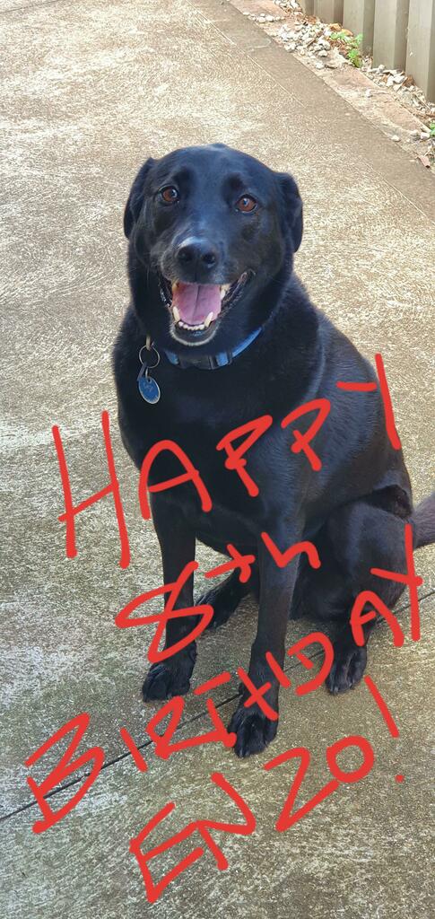 It's my boy's birthday today! 
#puppy #dogsoftwitter #Dogs