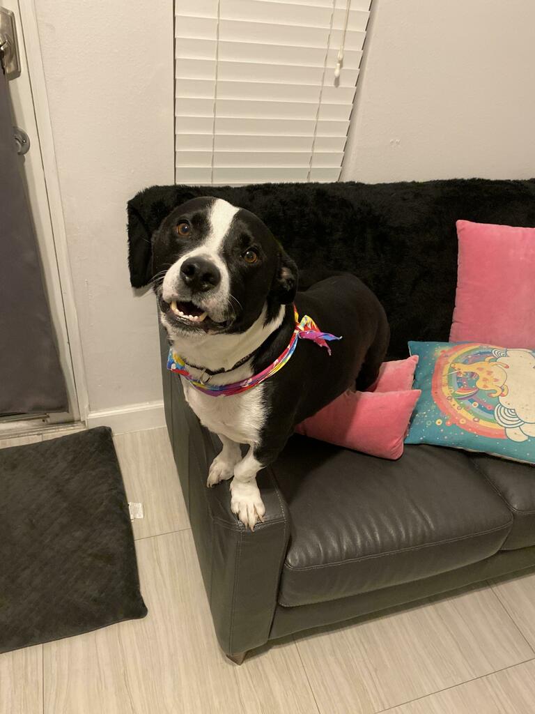 My quarantine coworker 
#puppy #dogsoftwitter #Dogs