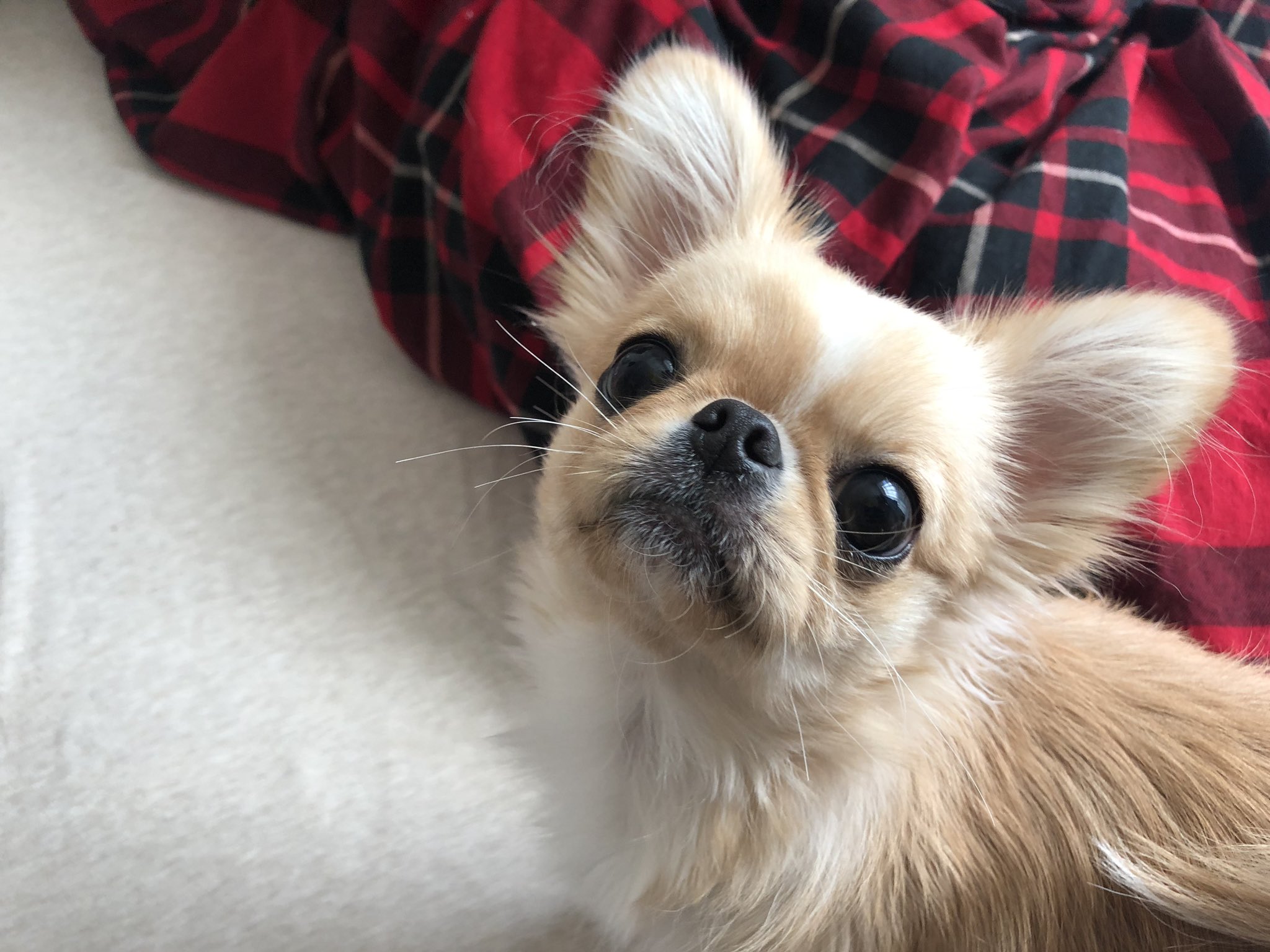 ペキチワのピノ No Twitter ペキニーズとチワワのミックス犬 ペキチワのピノです よろしくね わんこ 癒し もふもふ Dog 犬好きな人と繋がりたい 犬 いぬ T Co Zttsaiqosc Twitter ペキチワのピノ No Twitter ペキニーズとチワワのミックス犬 ペキチワのピノです よろしくね わんこ 癒し もふもふ Dog 犬好きな人と繋がりたい 犬 いぬ T Co Zttsaiqosc Twitter