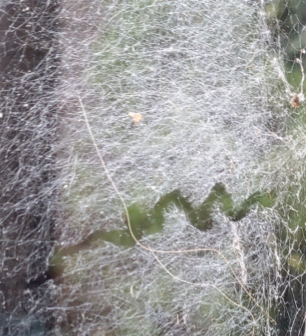 DavidSmithArt's tweet photo. Something I saw today
#SomethingISawToday an occasional random, digital sketchbook of things that might inform my work! #Dorset #Bridport #AccidentalAbstract #minimalist #cobweb #snailtrack https://t.co/58P0kNlPhN