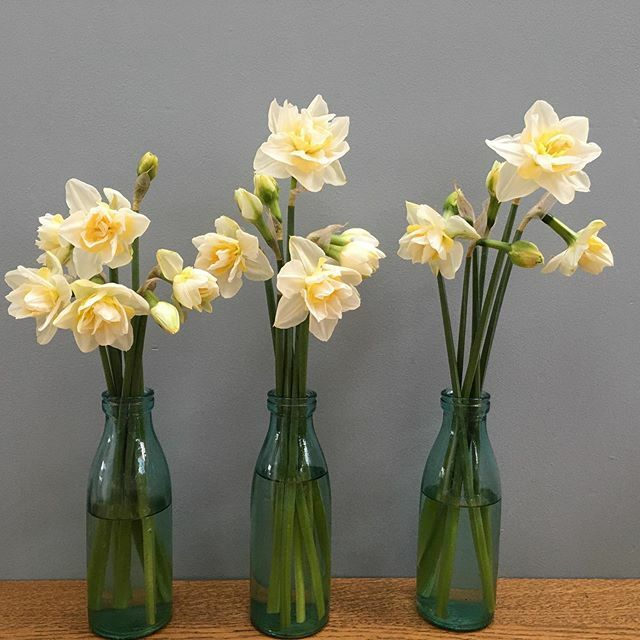 Flower power! Am finding nature even more restorative than I would normally right now 🙏 #flowerpower #daffodils #wegottagetthroughthis