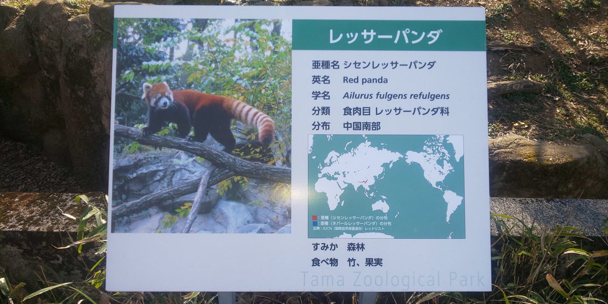 kabepanda's tweet photo. コロナだ裁判だと仕事が相変わらず忙しいのと、そこに引っ越しも重なってパン活がだいぶお留守になってました。久々に多摩動物公園行きましたが、シンファとメイファがとってもかわいかったです！看板も変わりましたね https://t.co/ak8rA4XZt2