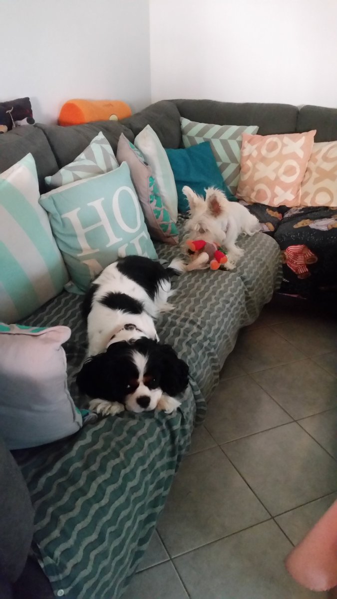 echo_cavalier's tweet image. So glad us dogs don't have to practice social distancing