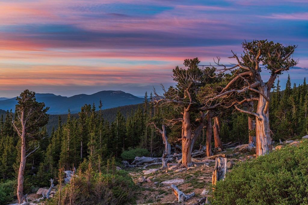 Ancient Bristlecone Pine Forest Weather