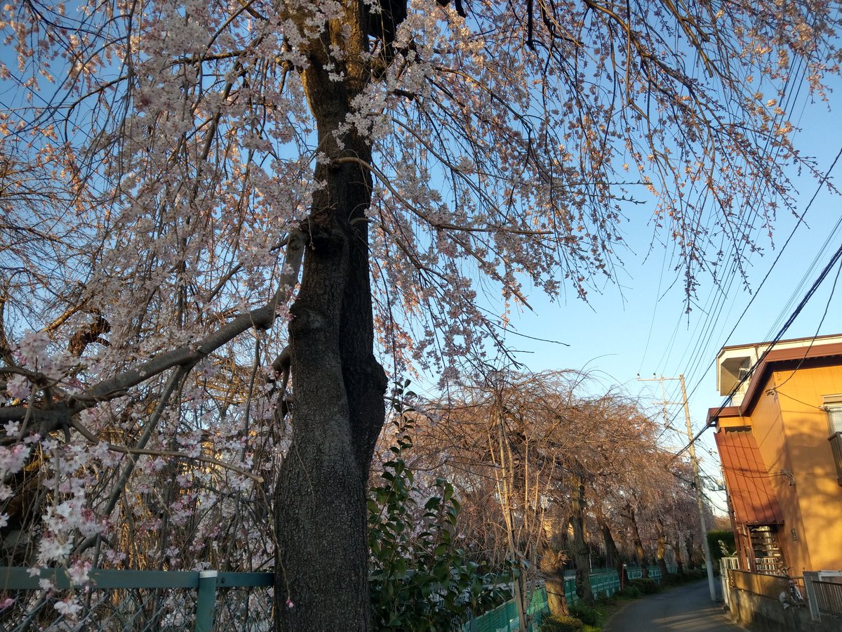 norinagax's tweet photo. 砂川堀のしだれ桜並木は7分咲きでした。人が少なくて穴場です。 https://t.co/Q80zixfXdL