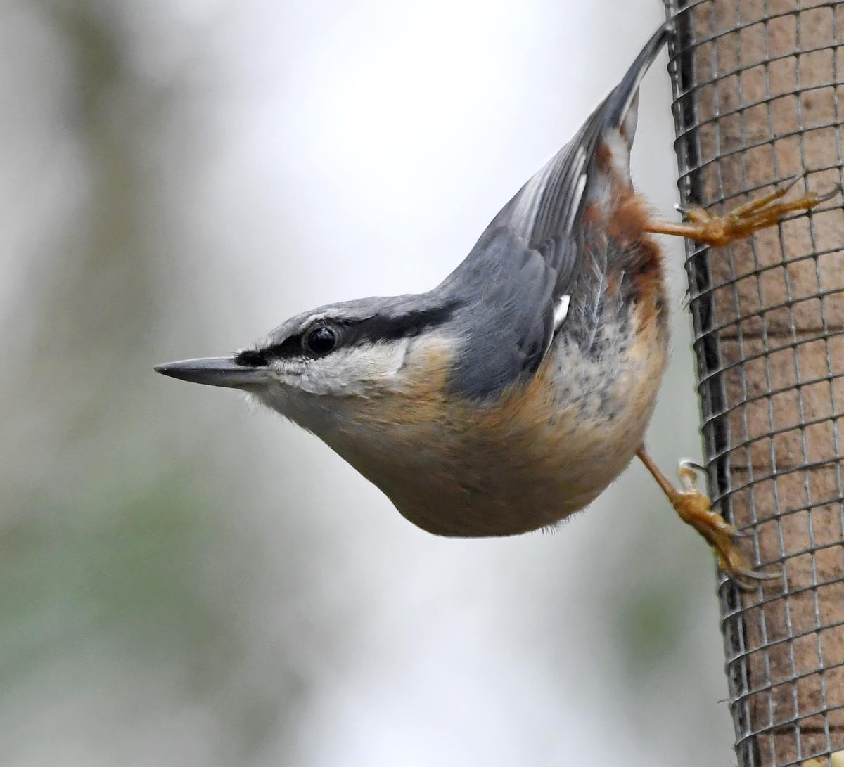 Nuthatch Gardens close to woodland may get visits from Nuthatches. They often grip tree trunks, branches and bird feeders upside down, as in this photo. They have bluey grey backs, peach bellies & black eye stripe.  #SelfIsolationBirdWatch 