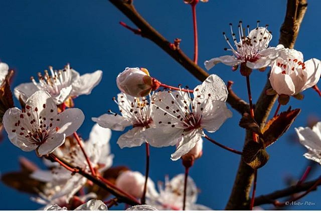 È arrivata la primavera, è difficile gioire ma cerchiamo in queste belle foto un attimo di serenità. 
Foto di @matteo_pittini
.
Condividete le vostre vecchie foto conservate nel cassetto. Le aspettiamo!

#igersud #igersfvg #weareigersit #instagramersital… ift.tt/2J1fIYz