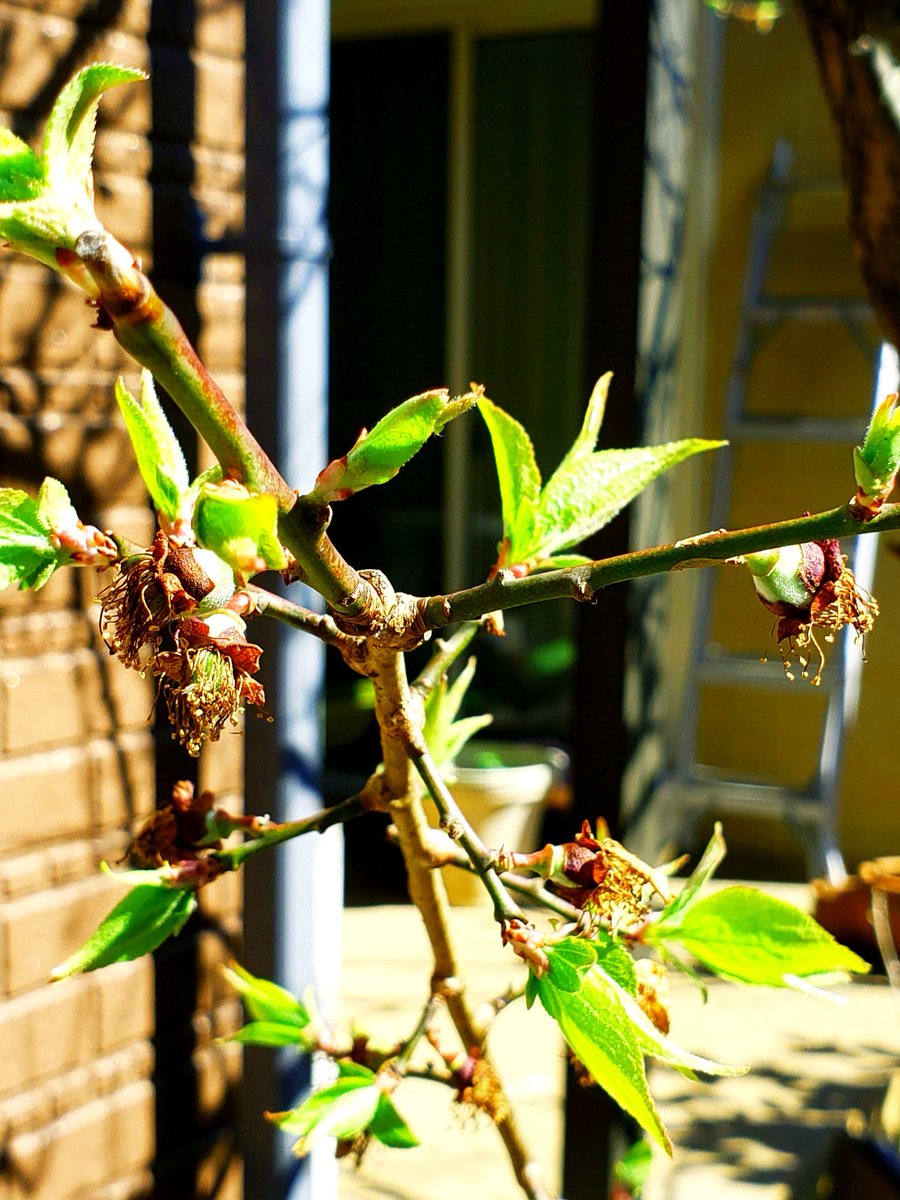 こども教室もんじゅ わが家のモルモットは蕗の薹も食べます 旬の食べ物を好む贅沢者です