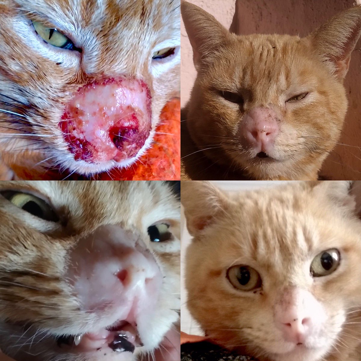 CV_Dermovet's tweet photo. Los virus se pueden superar 💪🏼🦠⛏ ¡Ánimos a tod@s! https://t.co/yJR1jZNVtd