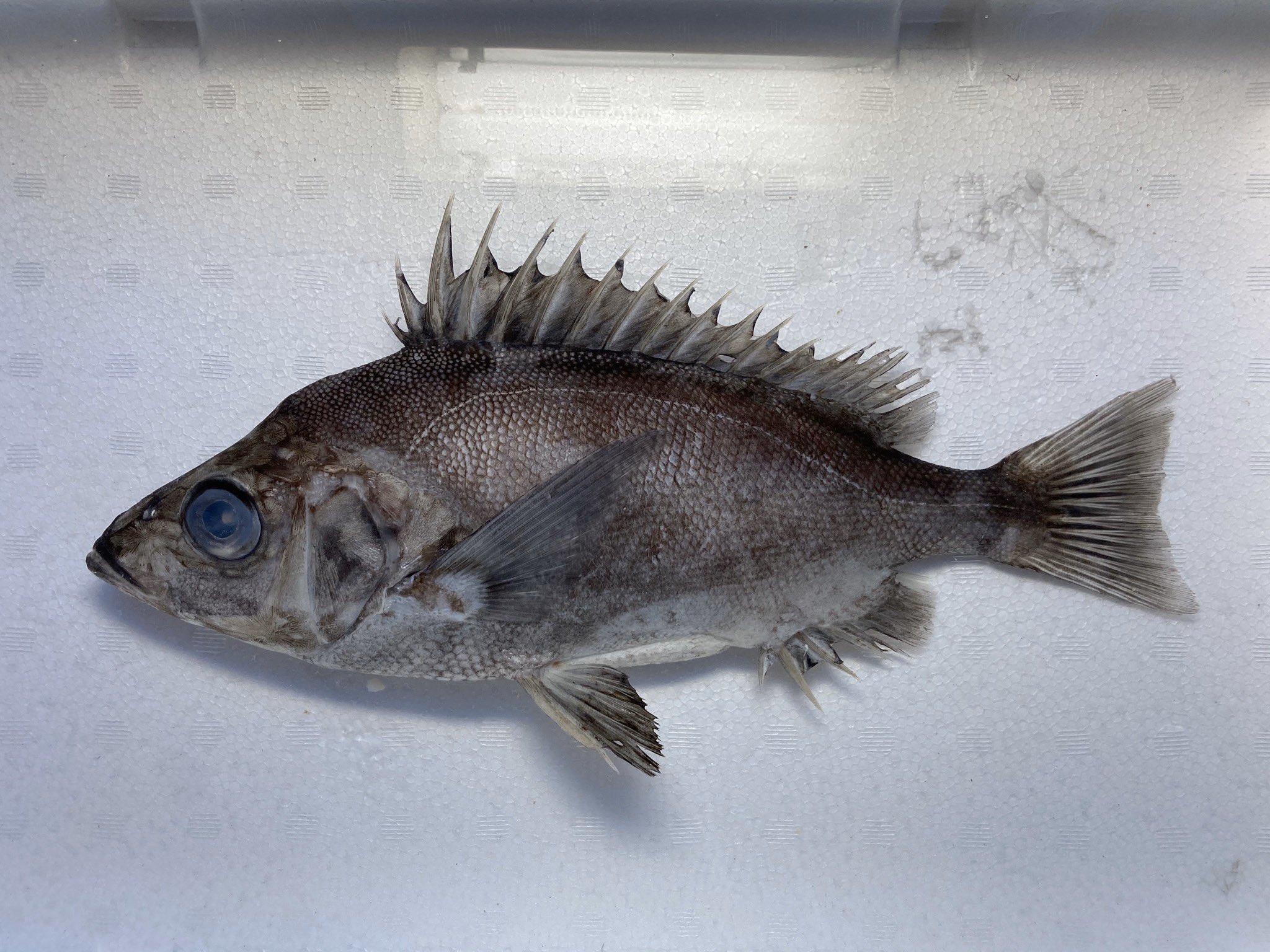 Sorari ツボダイ カワビシャ テングダイ クサカリツボダイ この4種が日本産カワビシャ科のオールメンバーです T Co Xdbbsykk9n Twitter