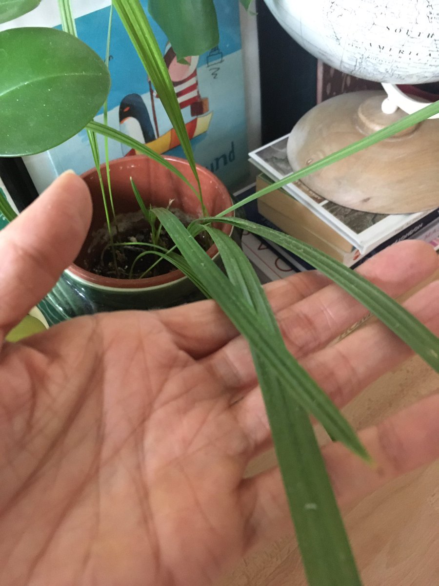 Date palms, free plants, grown from seeds after eating fresh dates. I just washed the seeds and chucked them in the soil 