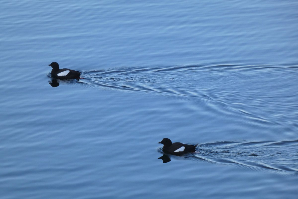 It may still be freezing outside but 'winter' is over and my seabird season has begun. For the next month I will be counting Tysties around Scotland's West coast. A cracking morning for the first count in Oban Harbour! :) #seabirdscount