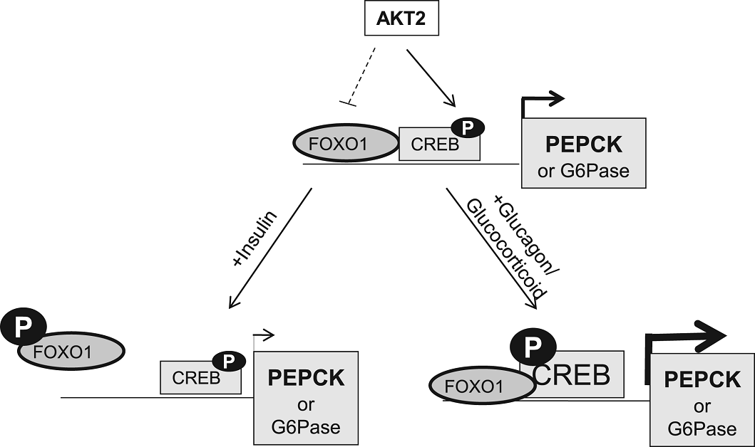 PPPublishing's tweet photo. Today's #ResearchArticle from #BiochemJ is 'Regulation of basal expression of hepatic #PEPCK and #G6Pase by #AKT2' 

Available now:https://t.co/42ibVzOuWp https://t.co/X49B62ZKKF