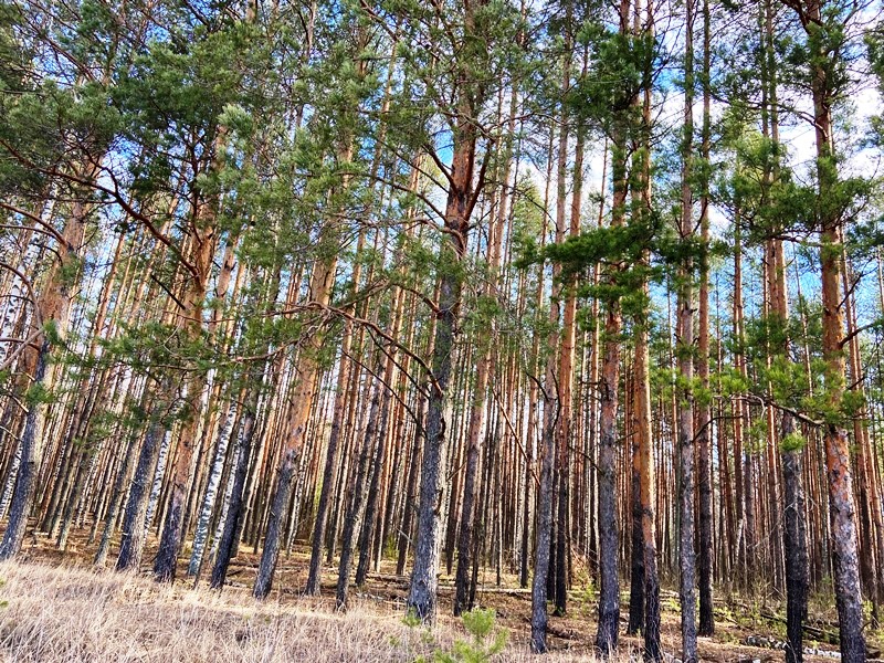 123vnkr4's tweet image. #Продажа_земельных_участков
Продам зем.участок (33:02:021120:310) 1015 кв. м в деревне Курбатово ДНП «Лесное» в 85км от МКАД.  Цена – 290 000.
Вадим: +7 900-582-63-94. 
#Купить_дом 
#Киржачская_недвижимость 
#Купить_участок 
#АН_Восток_Центр 
#ДНП_Лесное
vnkr.ru