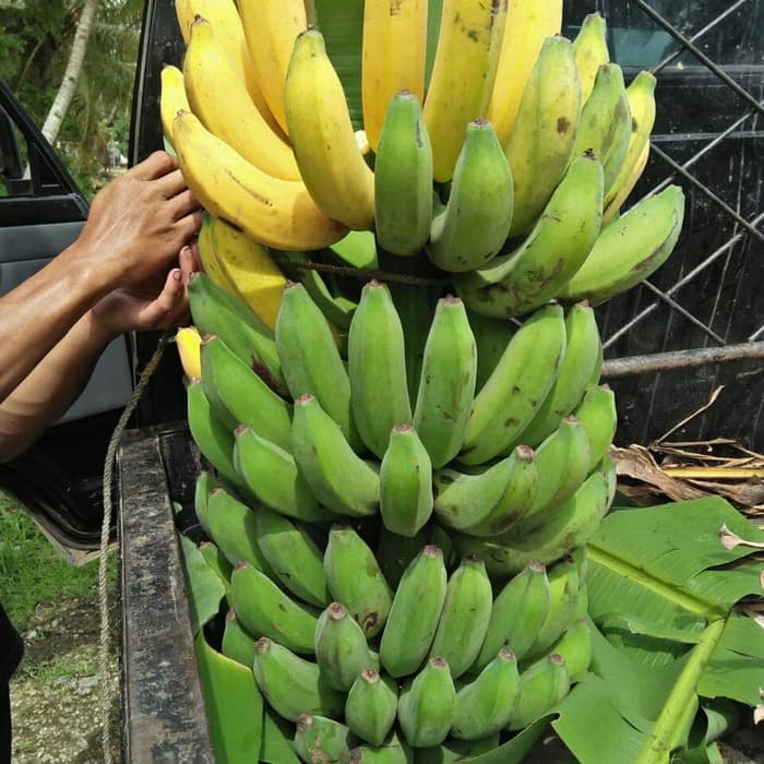 pisang toman merupakan salah satu jenis pisang di Malaysia