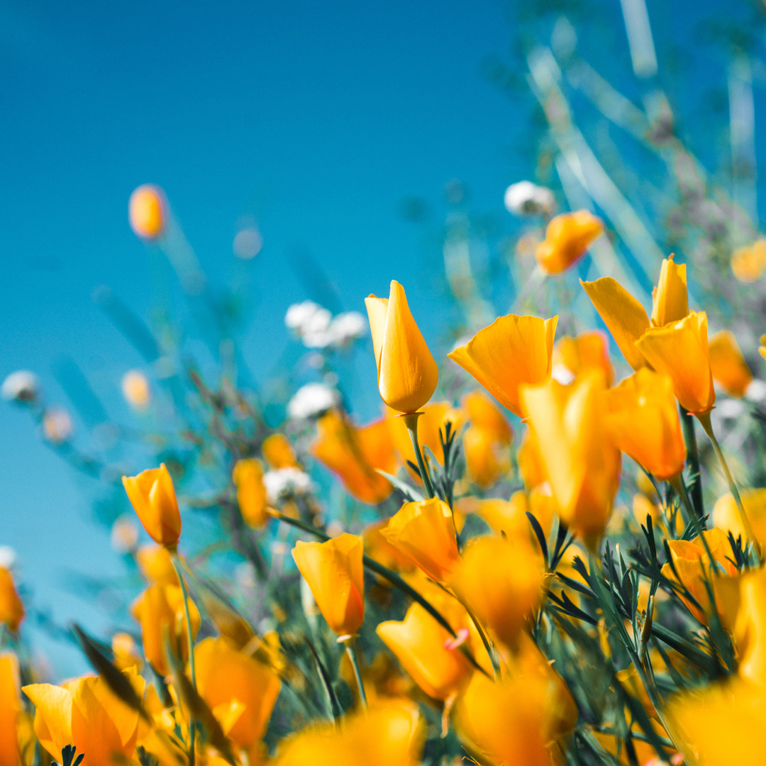 LandlordLoop's tweet image. Some good news. It's the first day of #Spring #FridayFeeling