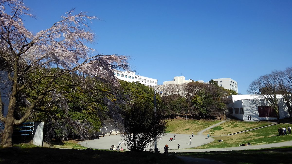 Qun Pa Twitter 横浜国立大学の春 野音の桜が咲いている こんなにキャンパス綺麗だったっけ ここで妻と過ごした時から25年もの時間が経っている